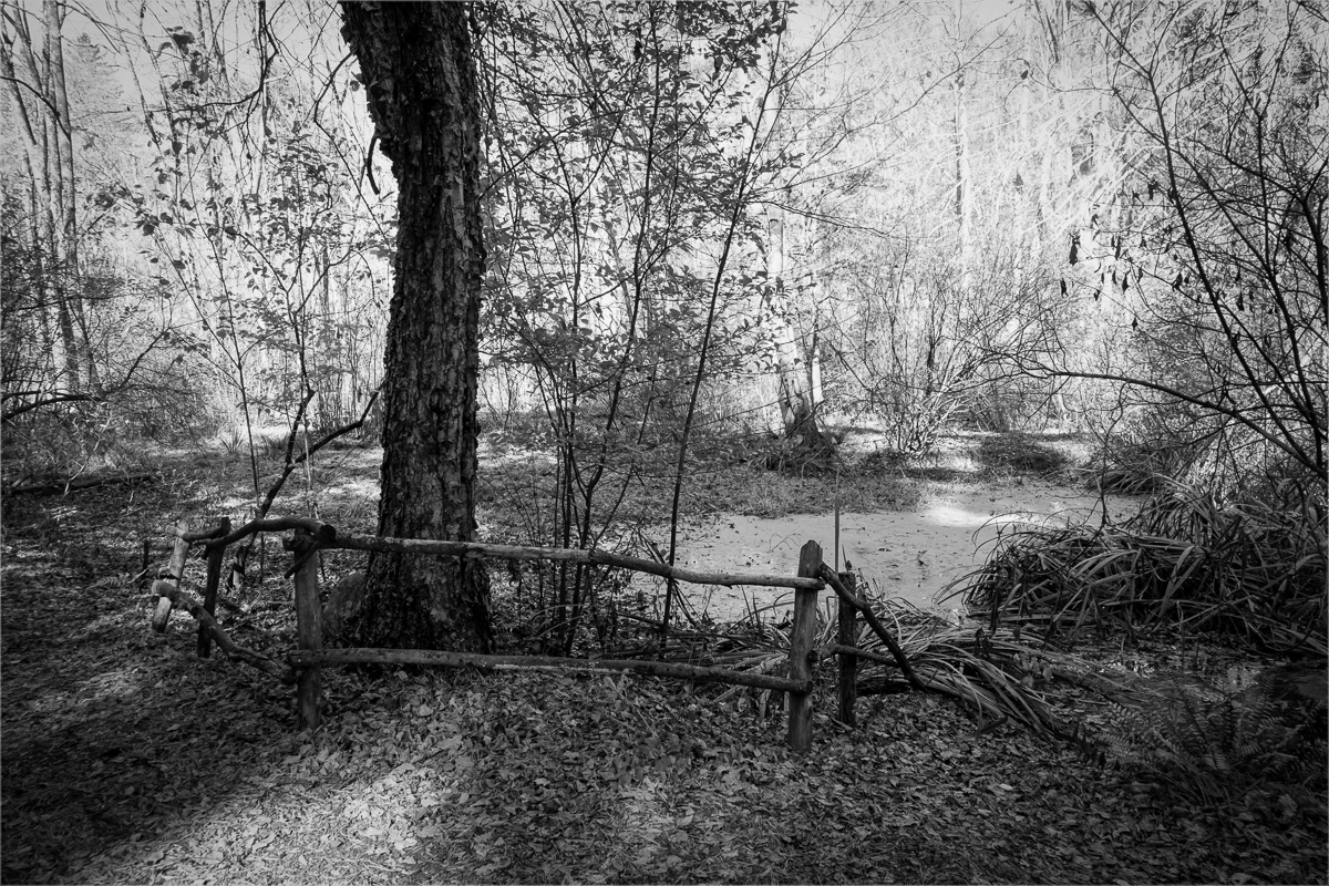 LaPlaca Post Camille The Forest Pictorial   Class A 20260415